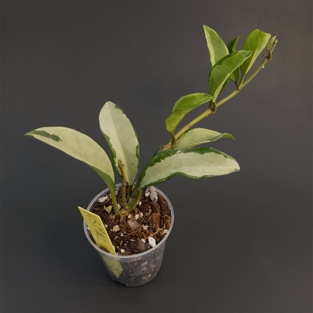 Hoya 'Silver Moon' (AH-074) | Live plant rooted in 3in clear pot | Exact plant for sale | HSM#1