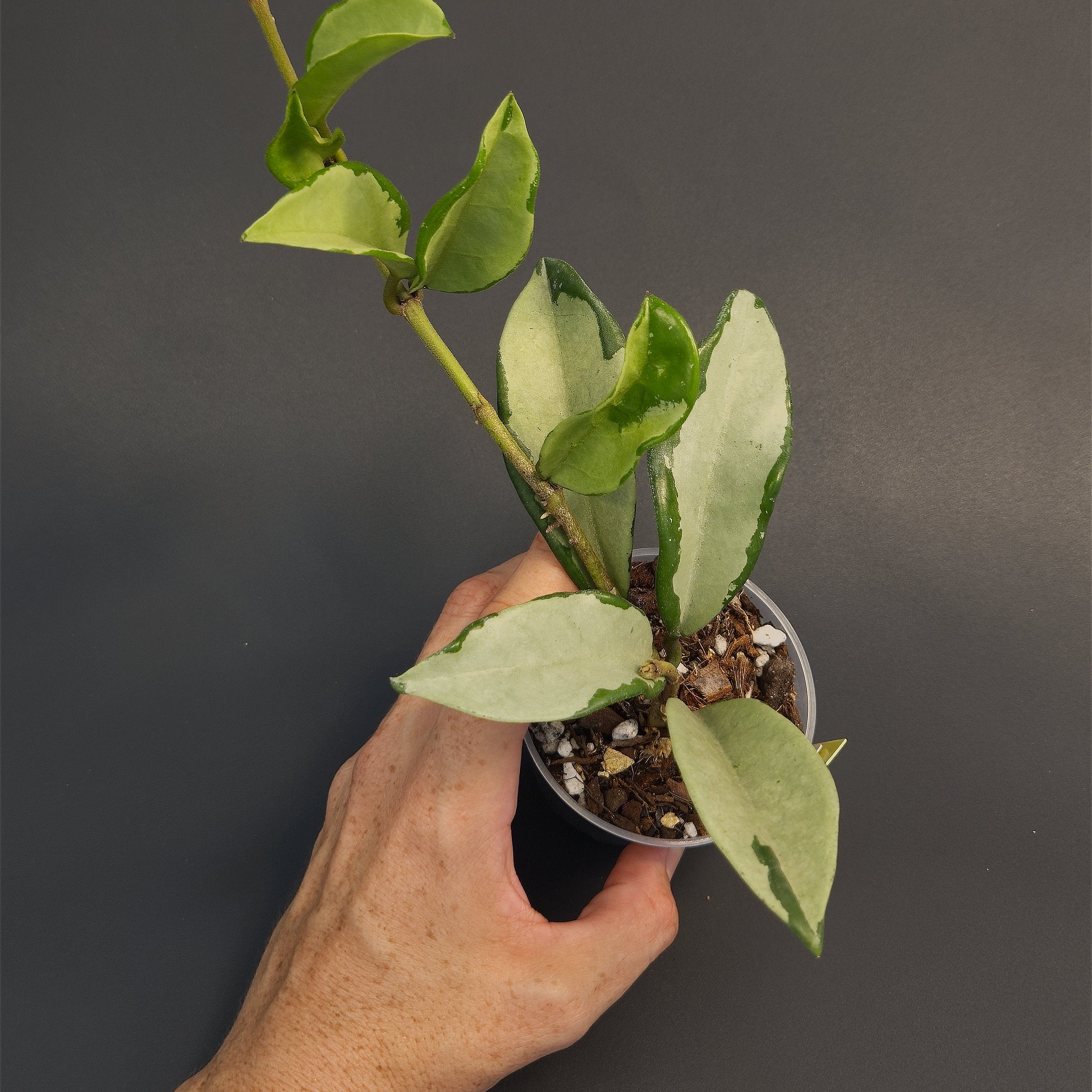 Hoya 'Silver Moon' (AH-074) | Live plant rooted in 3in clear pot | Exact plant for sale | HSM#1