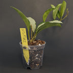 Hoya 'Silver Moon' (AH-074) | Live plant rooted in 3in clear pot | Exact plant for sale | HSM#1