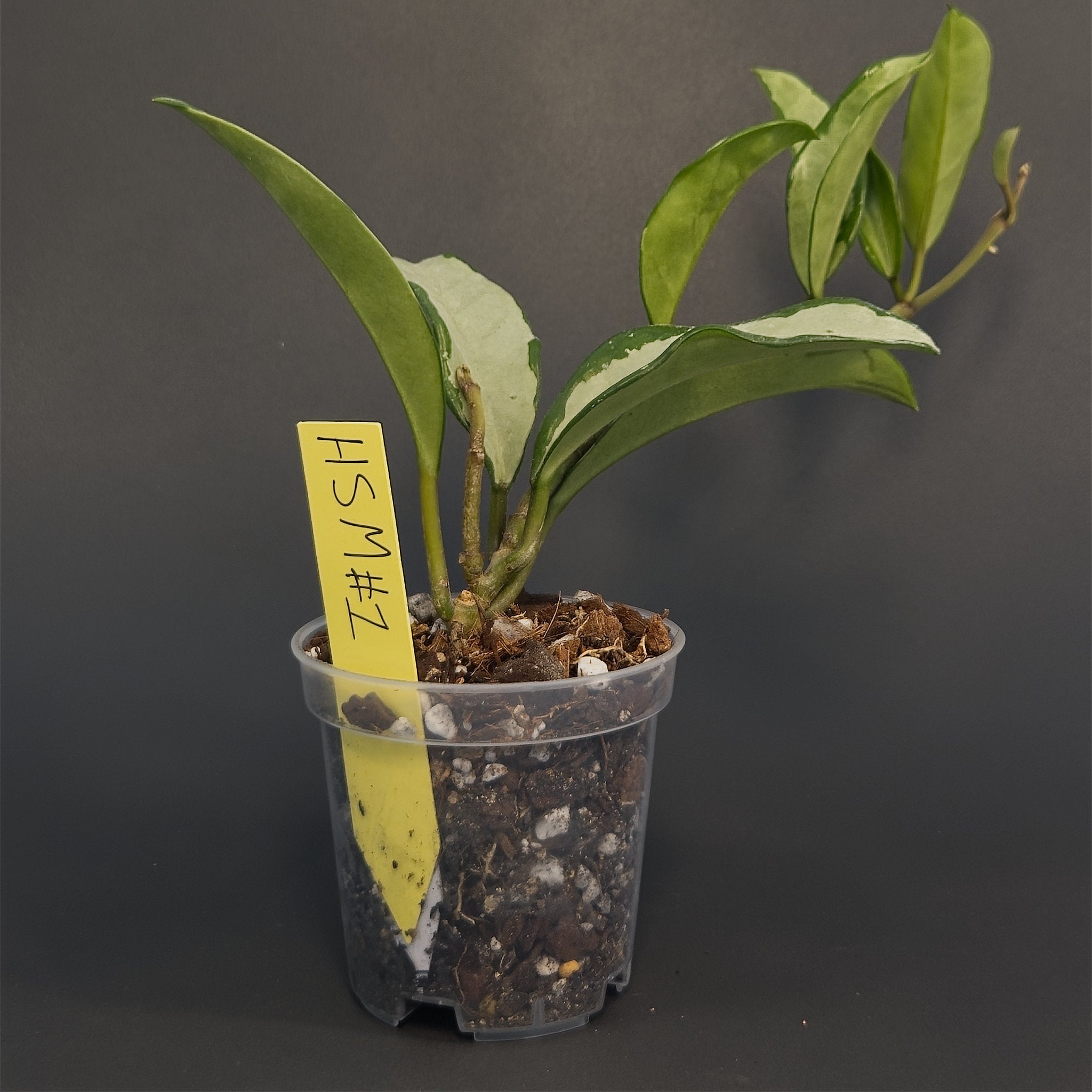 Hoya 'Silver Moon' (AH-074) | Live plant rooted in 3in clear pot | Exact plant for sale | HSM#1
