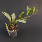 Hoya 'Silver Moon' (AH-074) | Live plant rooted in 3in clear pot | Exact plant for sale | HSM#1
