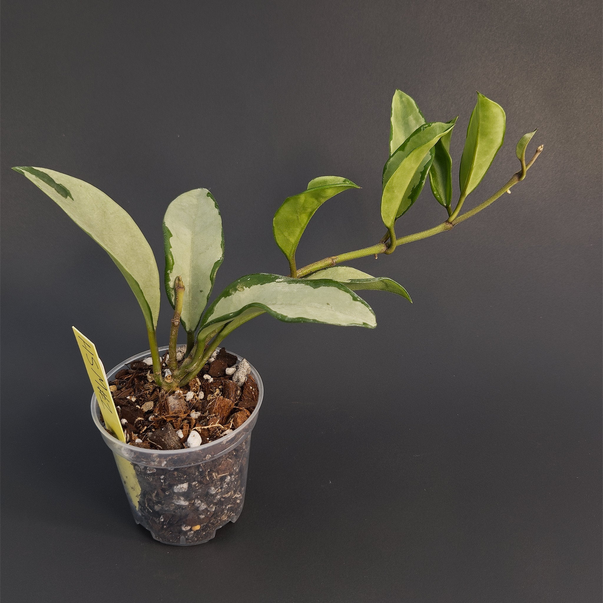 Hoya 'Silver Moon' (AH-074) | Live plant rooted in 3in clear pot | Exact plant for sale | HSM#1