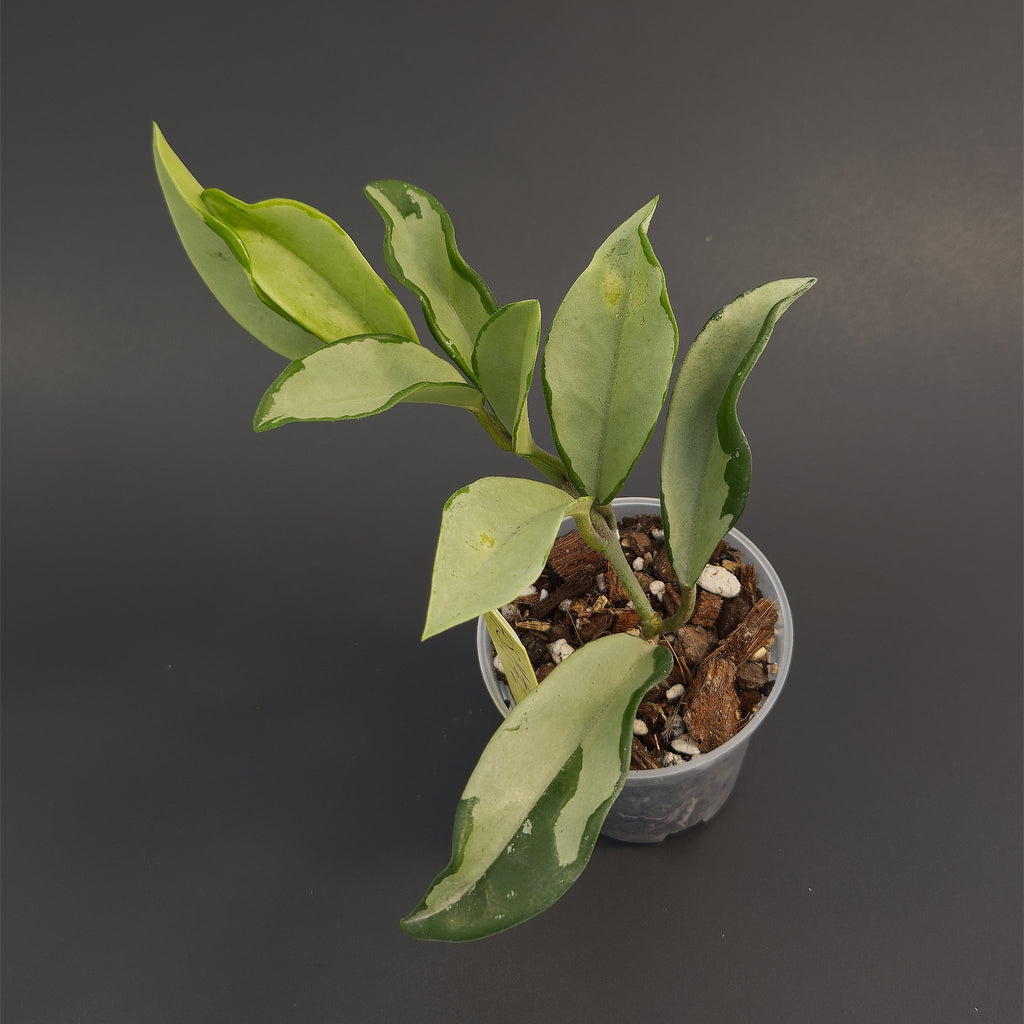 Hoya 'Silver Moon' (AH-074) | Live plant rooted in 3in clear pot | Exact plant for sale | HSM#2
