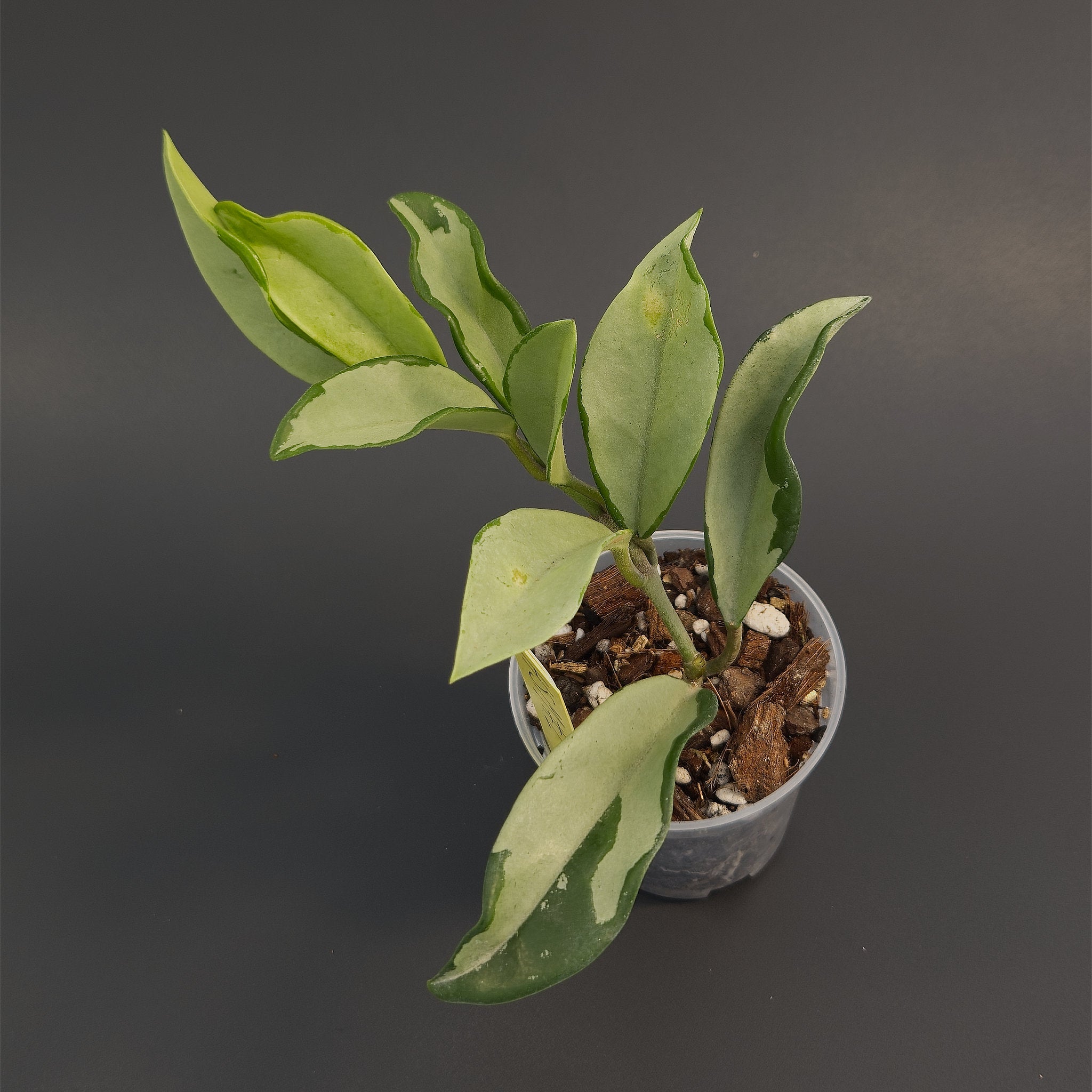 Hoya 'Silver Moon' (AH-074) | Live plant rooted in 3in clear pot | Exact plant for sale | HSM#2