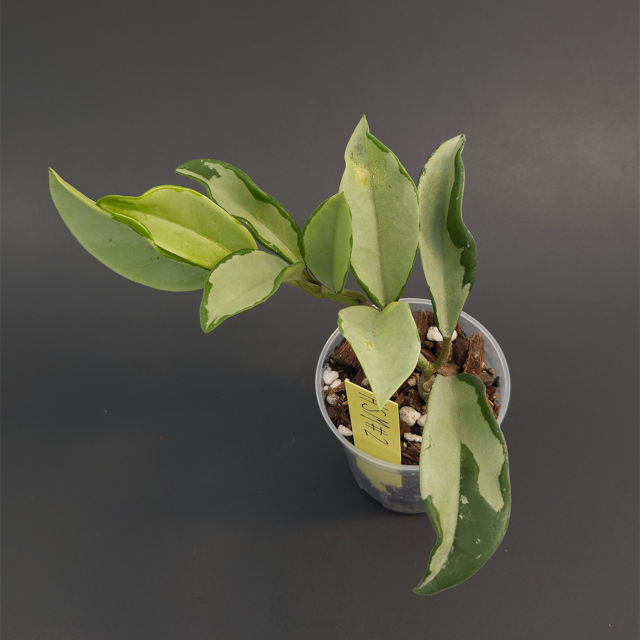 Hoya 'Silver Moon' (AH-074) | Live plant rooted in 3in clear pot | Exact plant for sale | HSM#2
