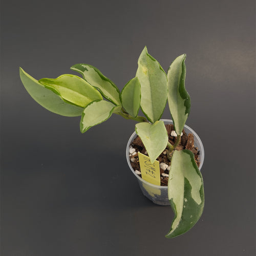 Hoya 'Silver Moon' (AH-074) | Live plant rooted in 3in clear pot | Exact plant for sale | HSM#2