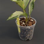 Hoya 'Silver Moon' (AH-074) | Live plant rooted in 3in clear pot | Exact plant for sale | HSM#2