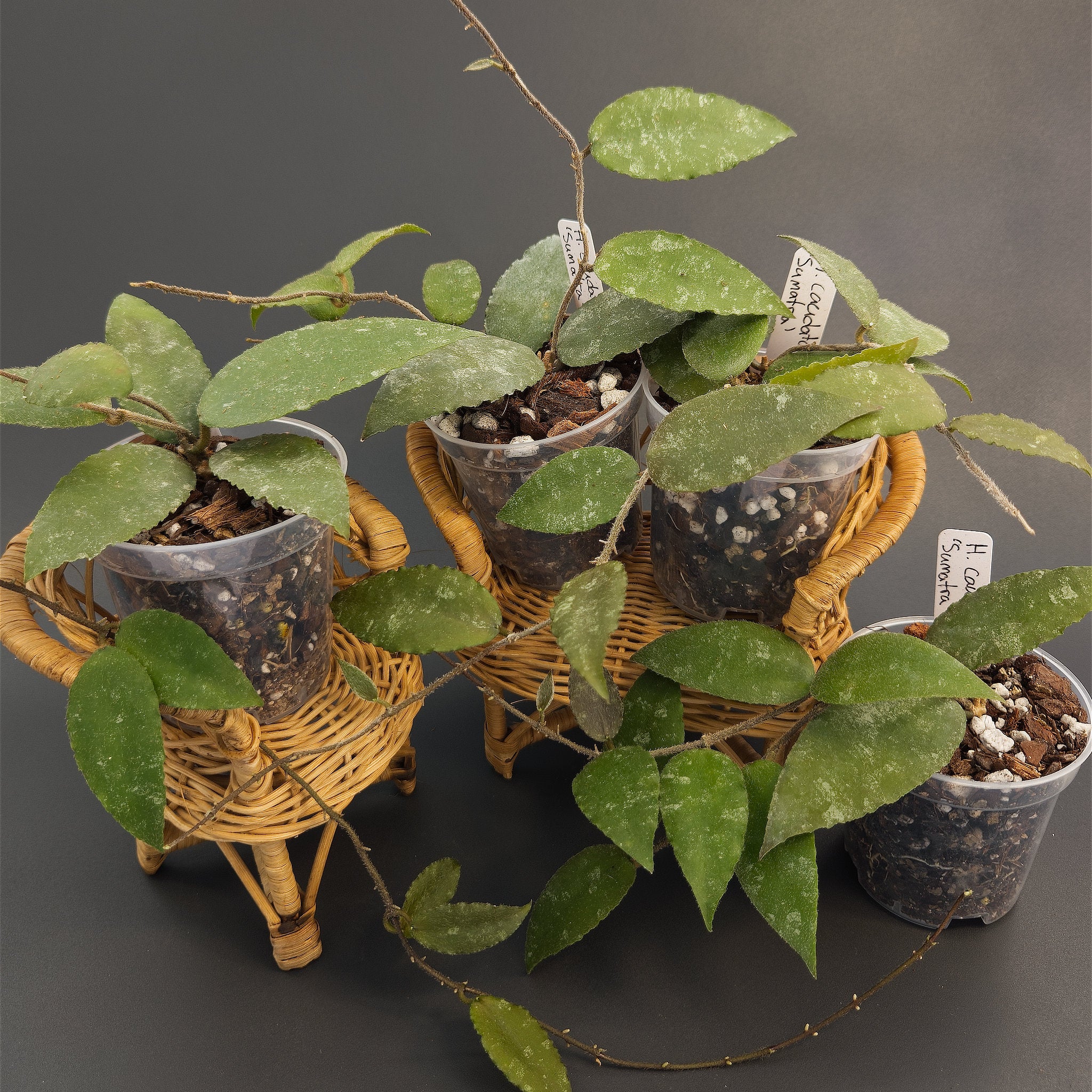Hoya caudata 'Sumatra' | Live plant rooted in 3in clear pot | For sale