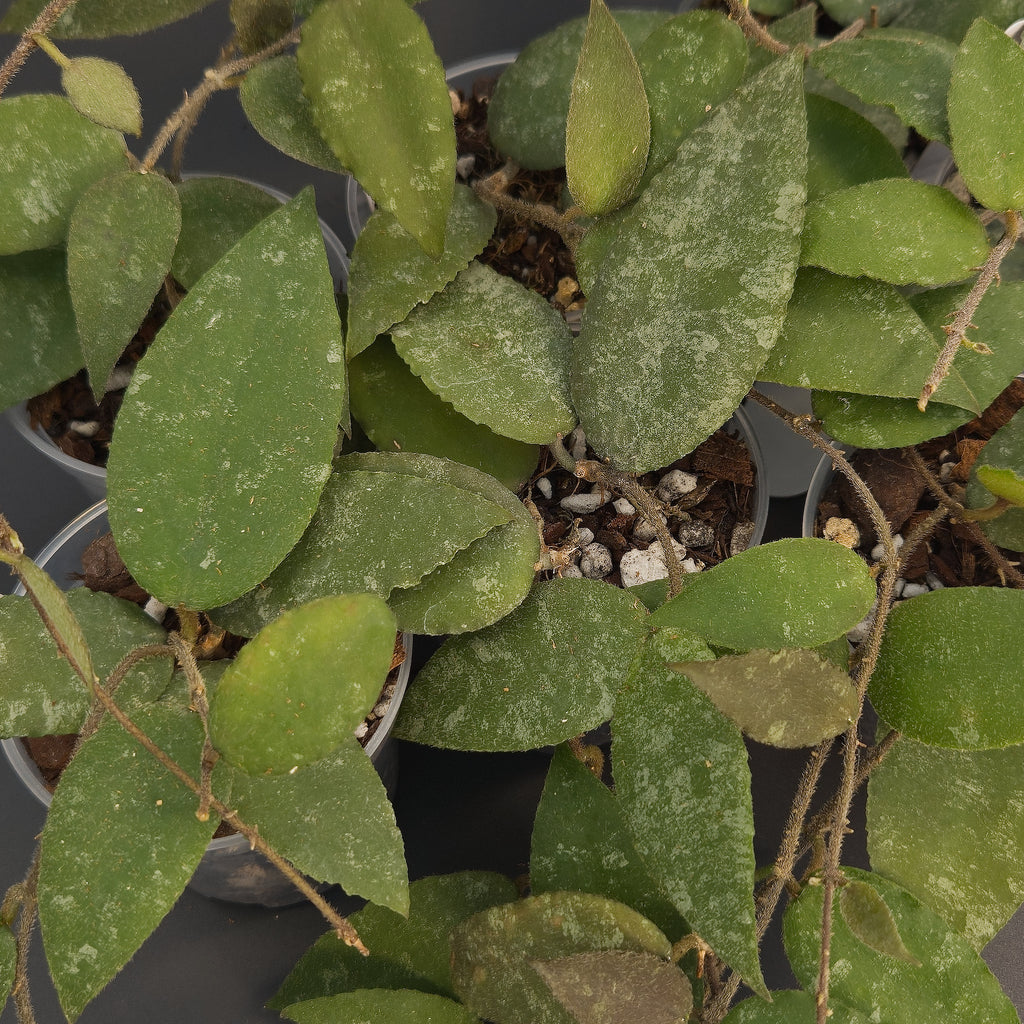 Hoya caudata 'Sumatra' | Live plant rooted in 3in clear pot | For sale