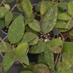 Hoya caudata 'Sumatra' | Live plant rooted in 3in clear pot | For sale