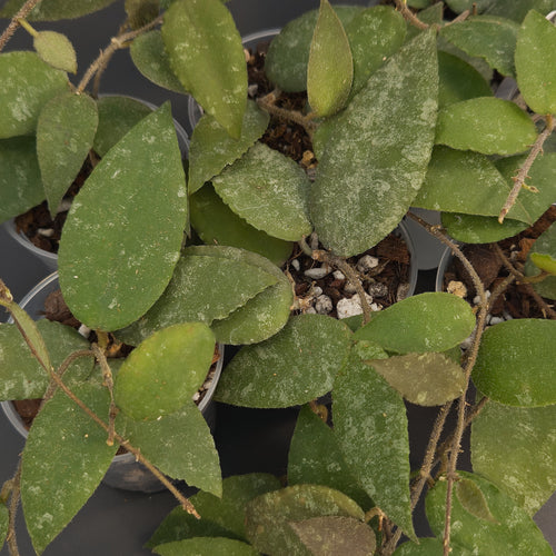 Hoya caudata 'Sumatra' | Live plant rooted in 3in clear pot | For sale