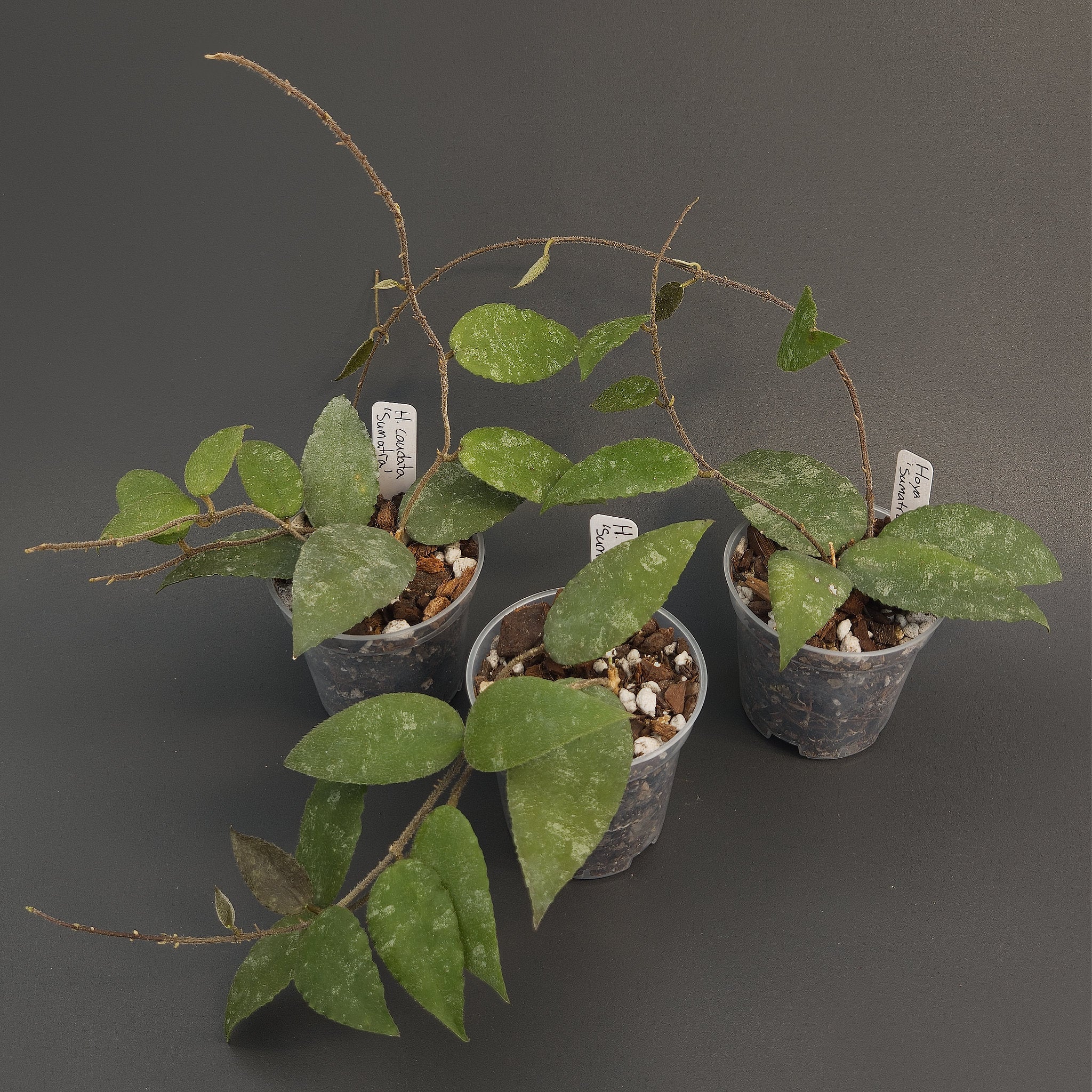 Hoya caudata 'Sumatra' | Live plant rooted in 3in clear pot | For sale