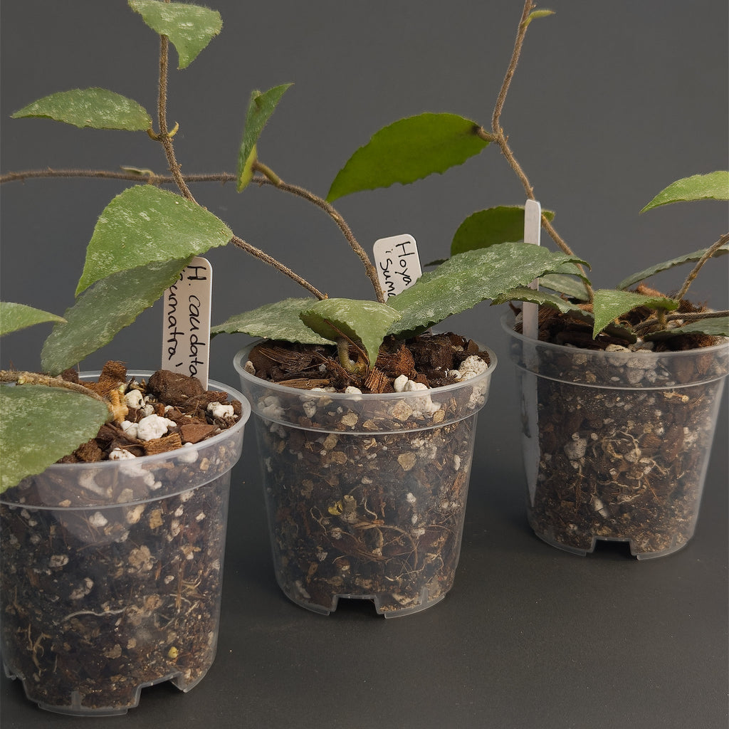 Hoya caudata 'Sumatra' | Live plant rooted in 3in clear pot | For sale