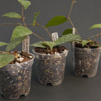 Hoya caudata 'Sumatra' | Live plant rooted in 3in clear pot | For sale