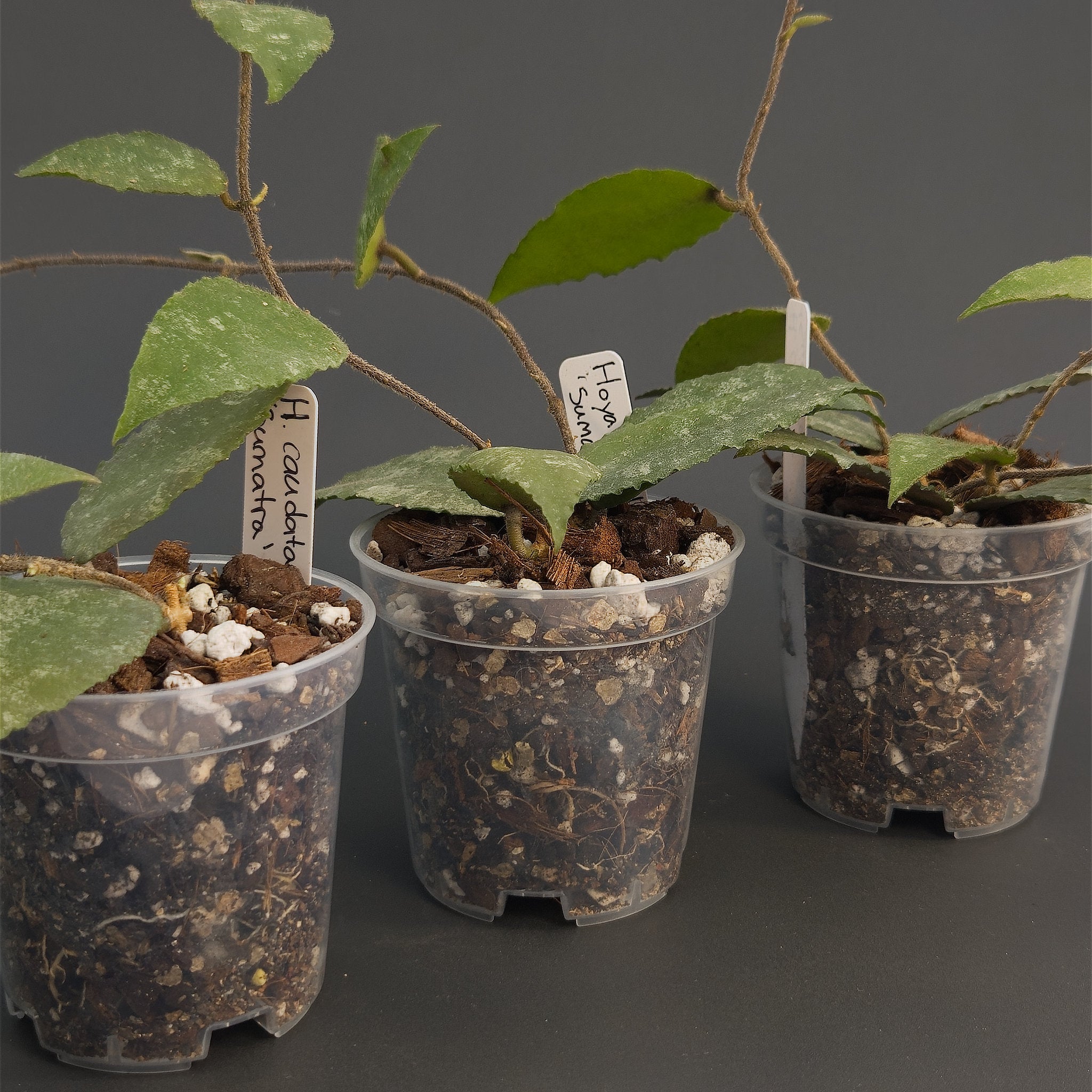 Hoya caudata 'Sumatra' | Live plant rooted in 3in clear pot | For sale