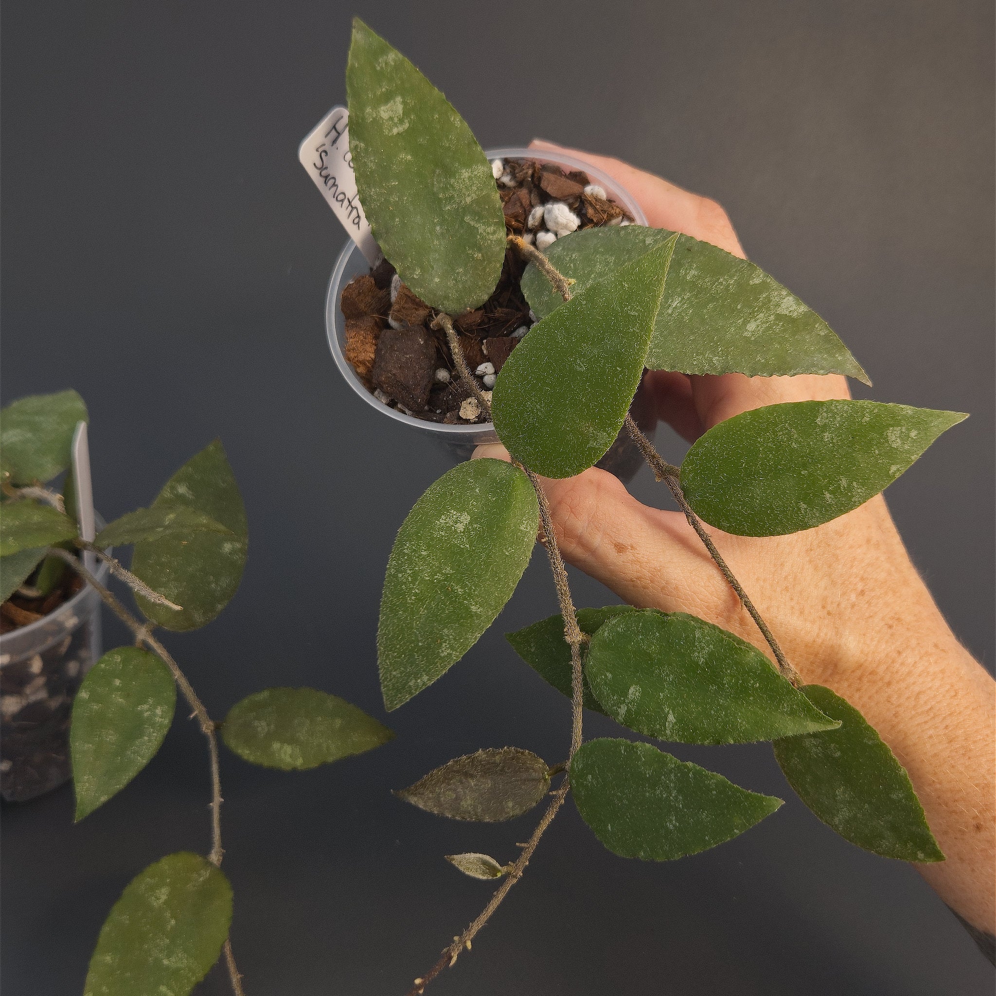 Hoya caudata 'Sumatra' | Live plant rooted in 3in clear pot | For sale
