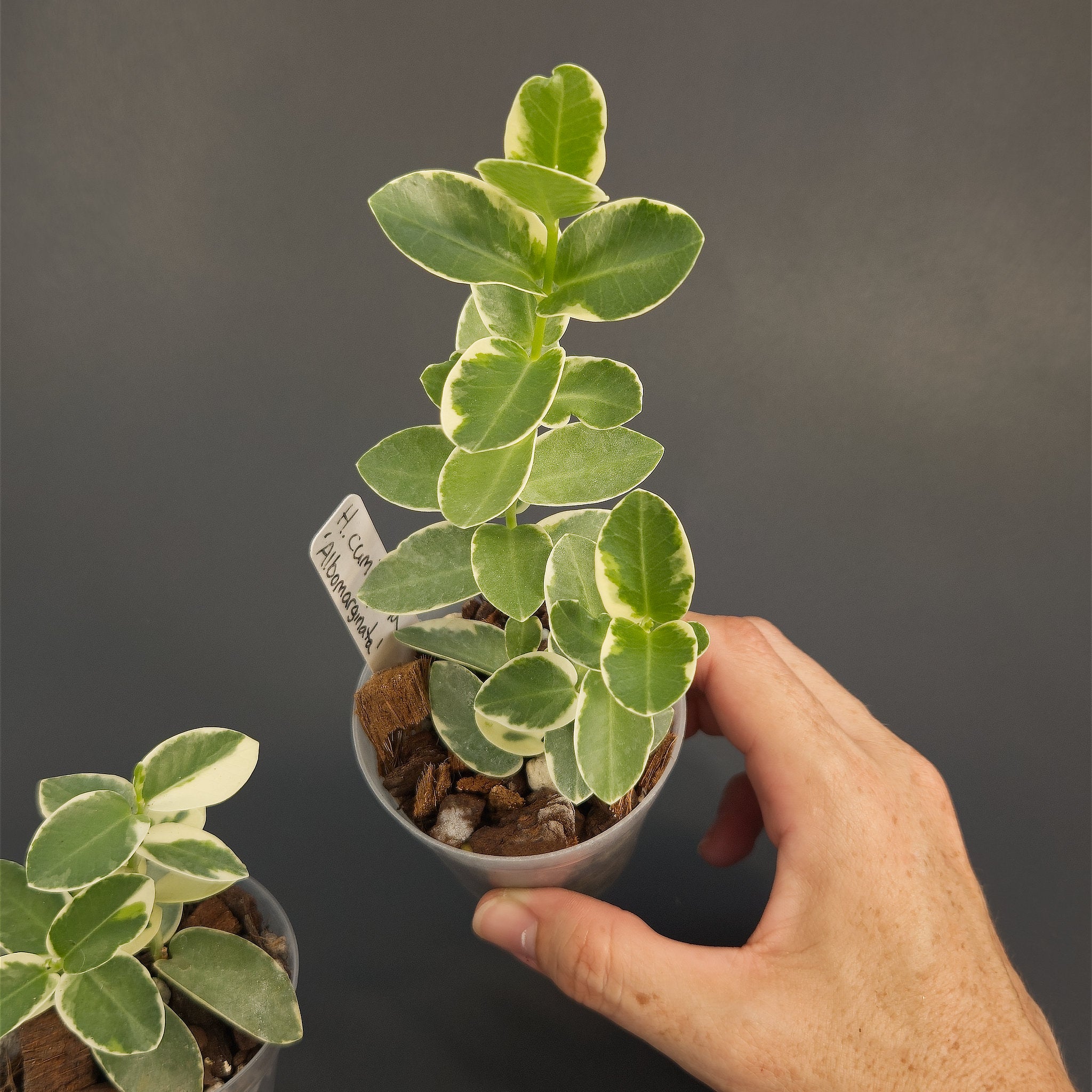 Hoya cumingiana 'Albomarginata' | Live plant rooted in 2.5in clear pot | For sale