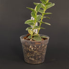 Hoya cumingiana 'Albomarginata' | Live plant rooted in 2.5in clear pot | For sale