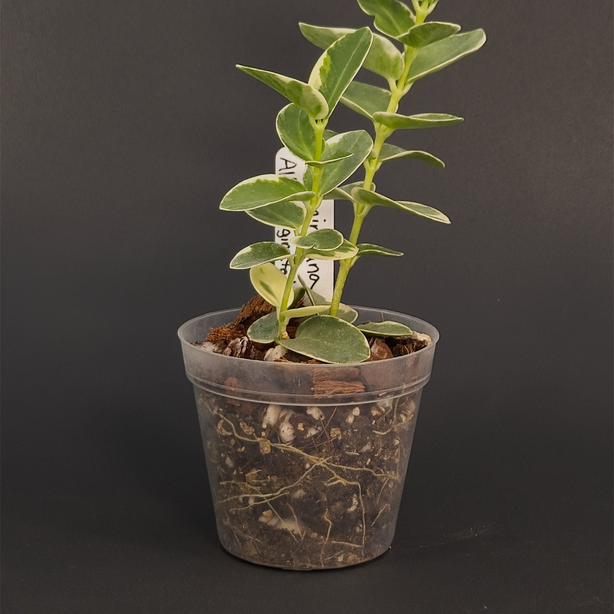 Hoya cumingiana 'Albomarginata' | Live plant rooted in 2.5in clear pot | For sale