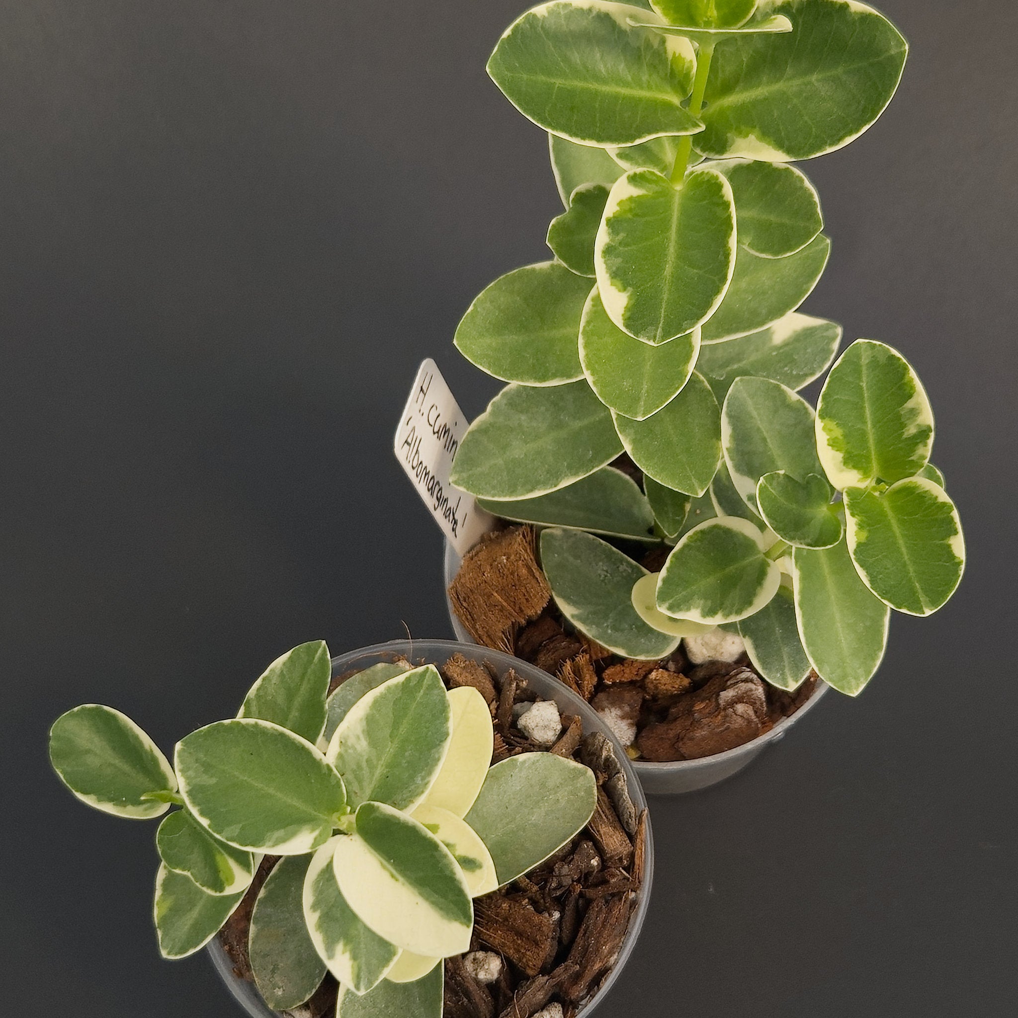 Hoya cumingiana 'Albomarginata' | Live plant rooted in 2.5in clear pot | For sale