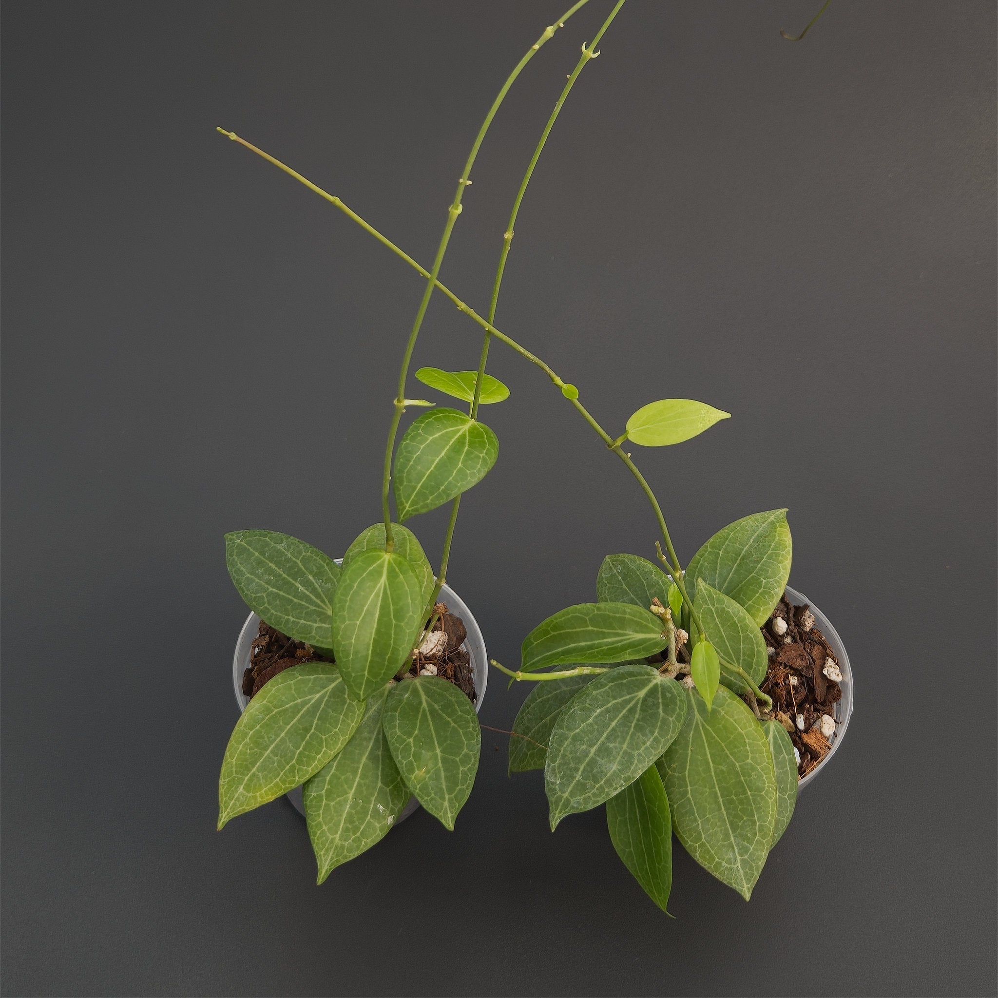 Hoya fitchii | Live plant rooted in 2.5in clear pot | For sale