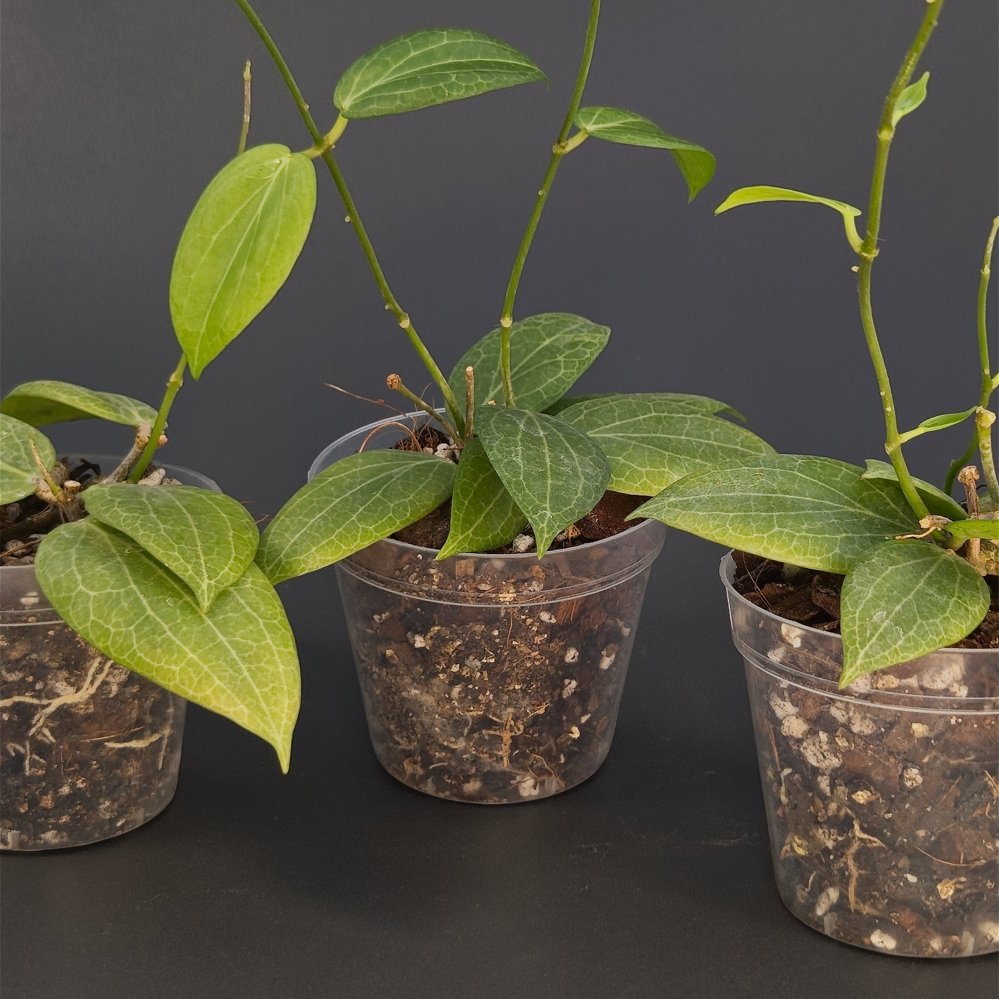 Hoya fitchii | Live plant rooted in 2.5in clear pot | For sale