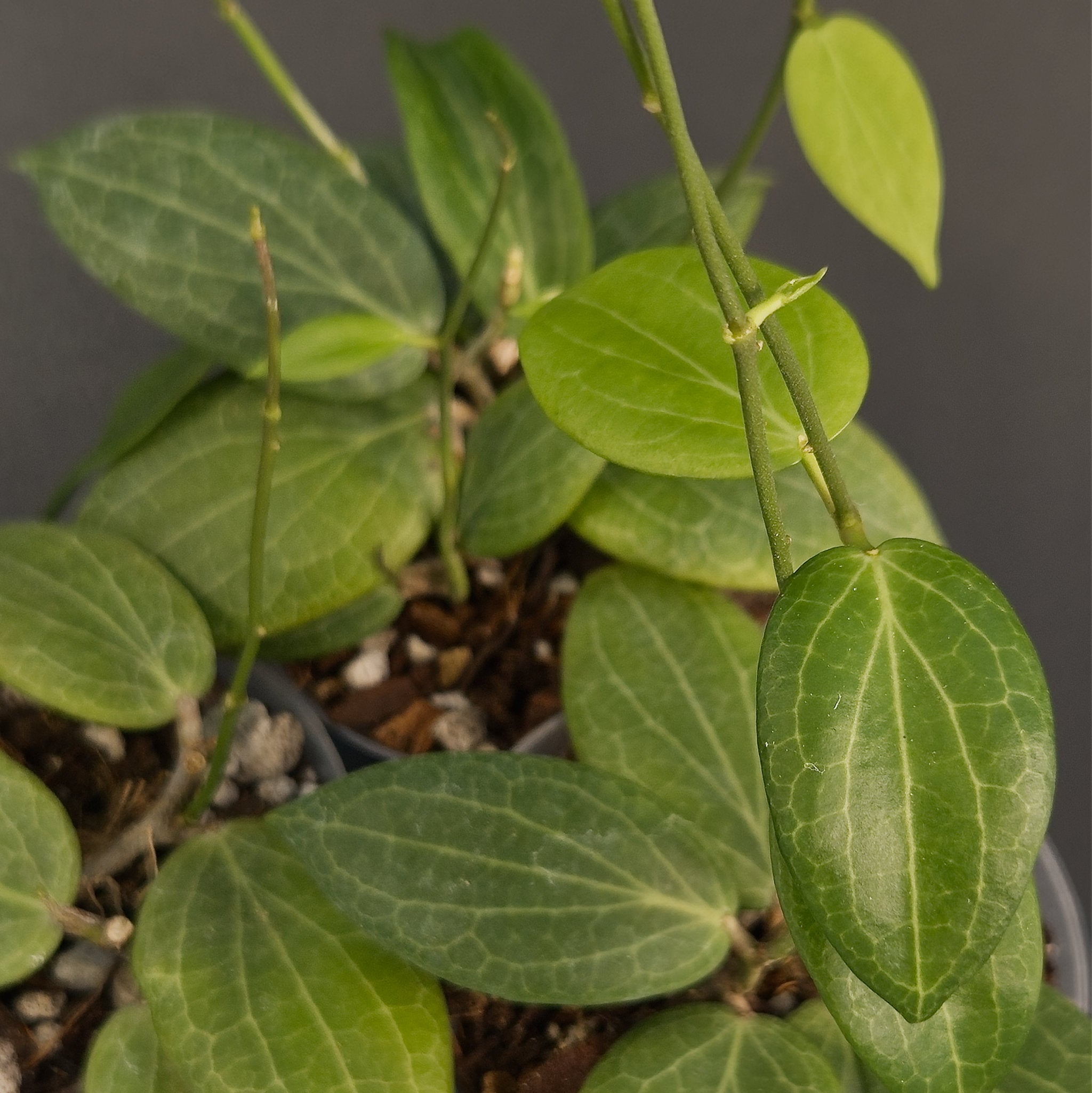 Hoya fitchii | Live plant rooted in 2.5in clear pot | For sale