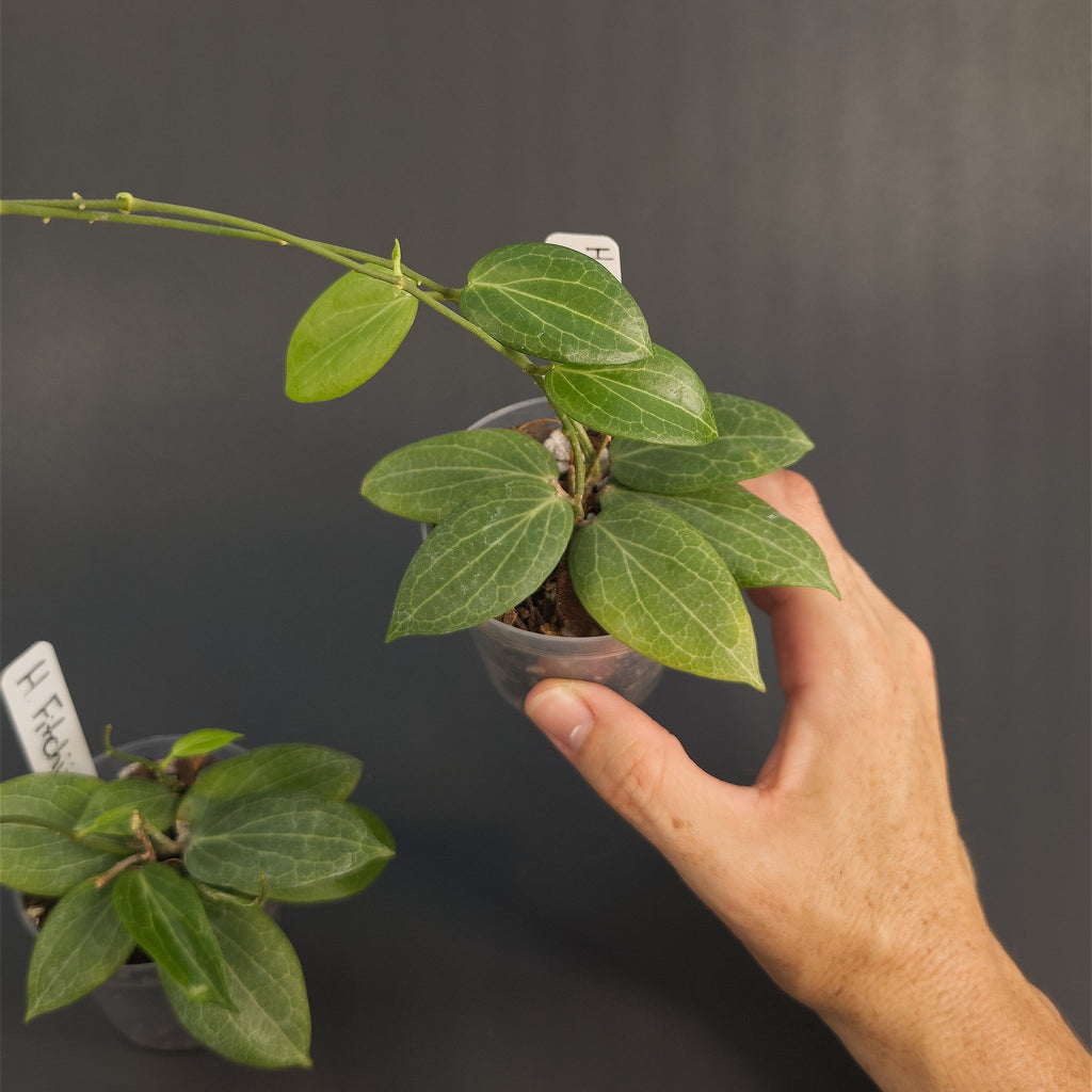 Hoya fitchii | Live plant rooted in 2.5in clear pot | For sale