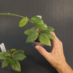 Hoya fitchii | Live plant rooted in 2.5in clear pot | For sale