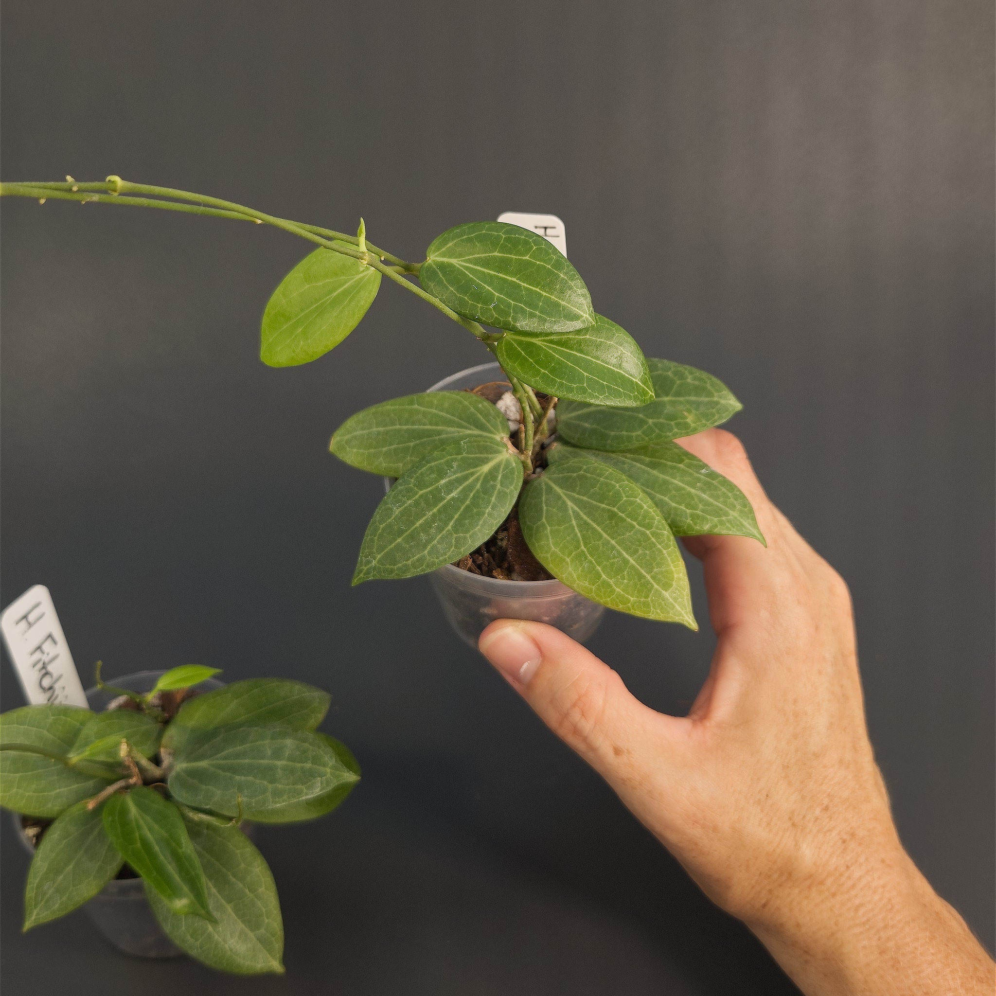 Hoya fitchii | Live plant rooted in 2.5in clear pot | For sale