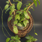 Hoya fitchii | Live plant rooted in 2.5in clear pot | For sale