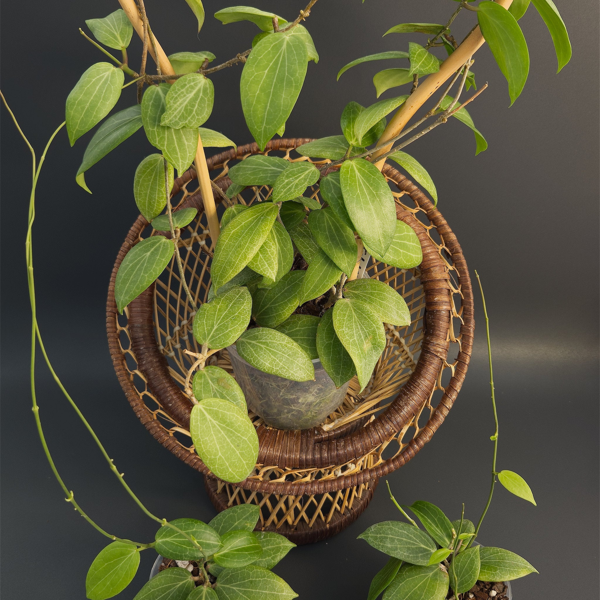 Hoya fitchii | Live plant rooted in 2.5in clear pot | For sale