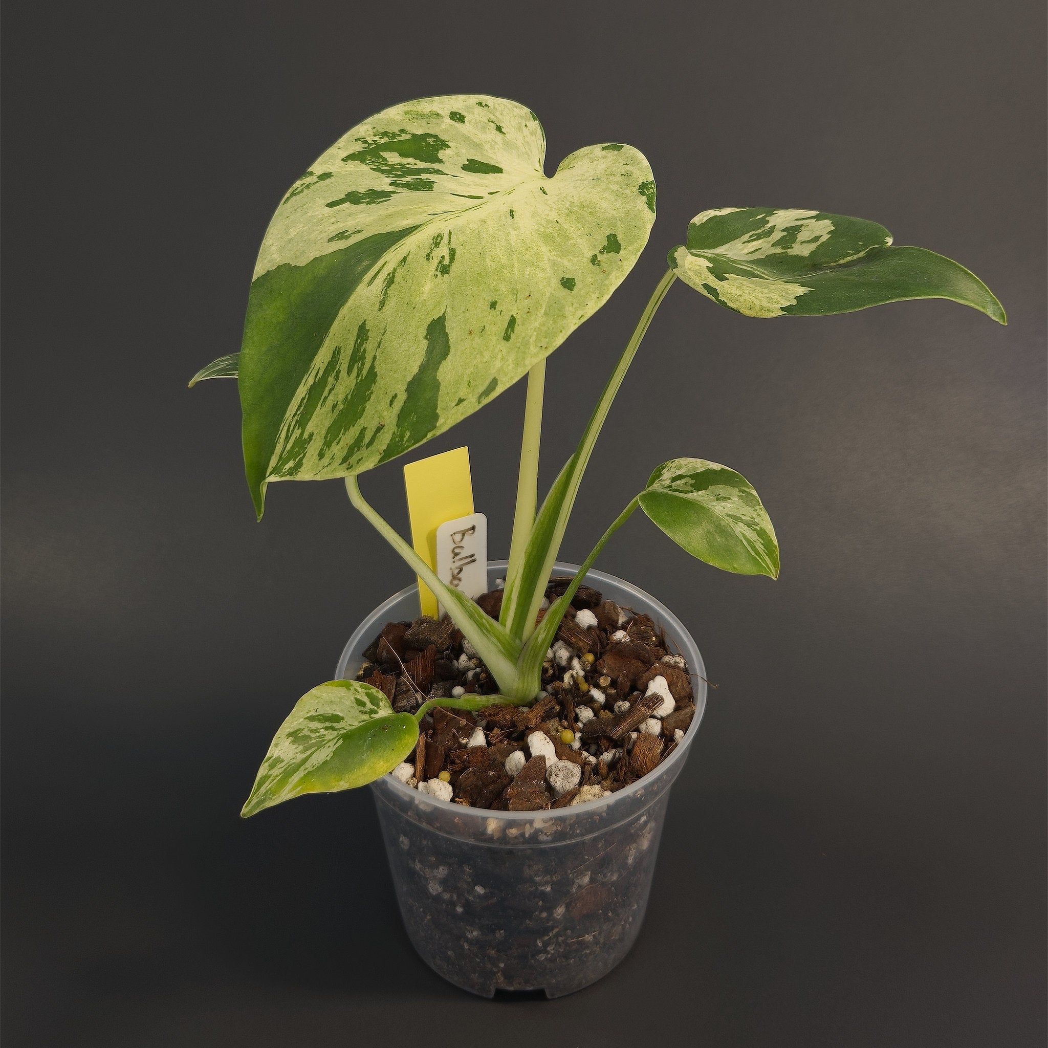 Monstera deliciosa 'Bulbasaur' | Live plant rooted in 4in clear pot | Exact plant for sale | MdB#1