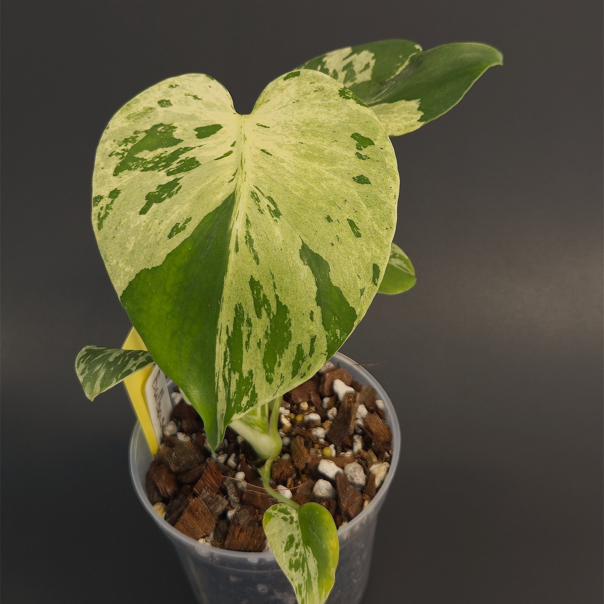 Monstera deliciosa 'Bulbasaur' | Live plant rooted in 4in clear pot | Exact plant for sale | MdB#1
