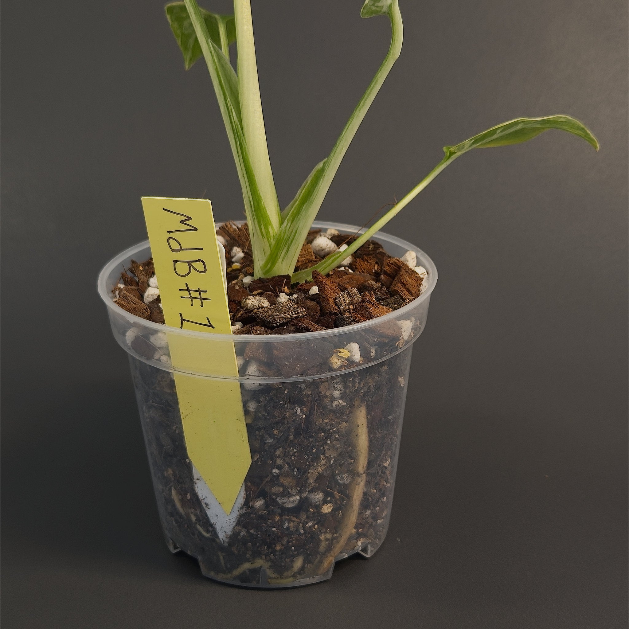 Monstera deliciosa 'Bulbasaur' | Live plant rooted in 4in clear pot | Exact plant for sale | MdB#1