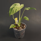 Monstera deliciosa 'Bulbasaur' | Live plant rooted in 4in clear pot | Exact plant for sale | MdB#1