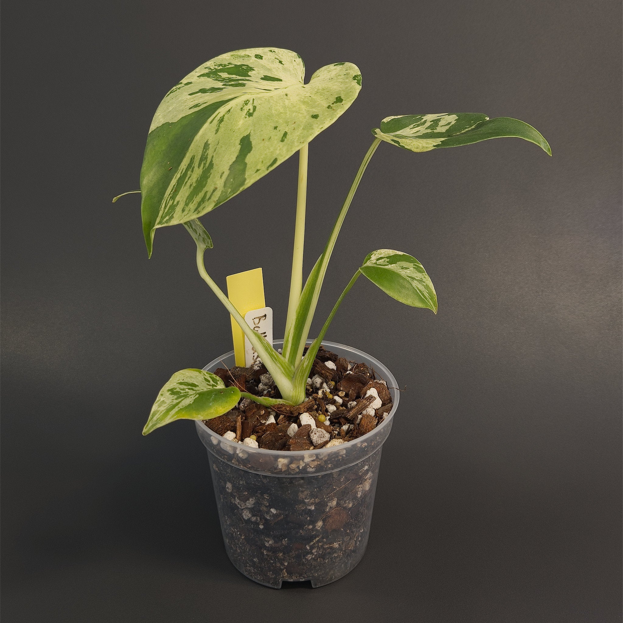 Monstera deliciosa 'Bulbasaur' | Live plant rooted in 4in clear pot | Exact plant for sale | MdB#1