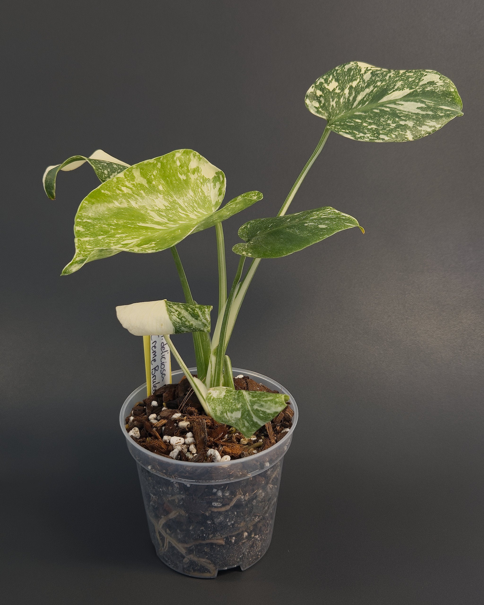 Monstera deliciosa 'Creme Brulee' | Live plant rooted in 4in clear pot | Exact plant for sale | MdCB#1