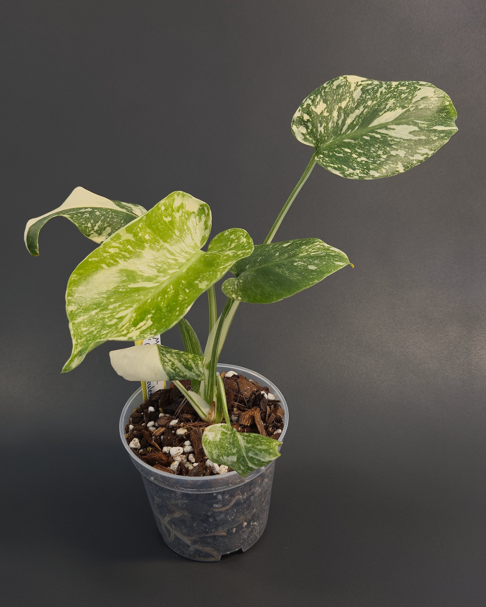 Monstera deliciosa 'Creme Brulee' | Live plant rooted in 4in clear pot | Exact plant for sale | MdCB#1