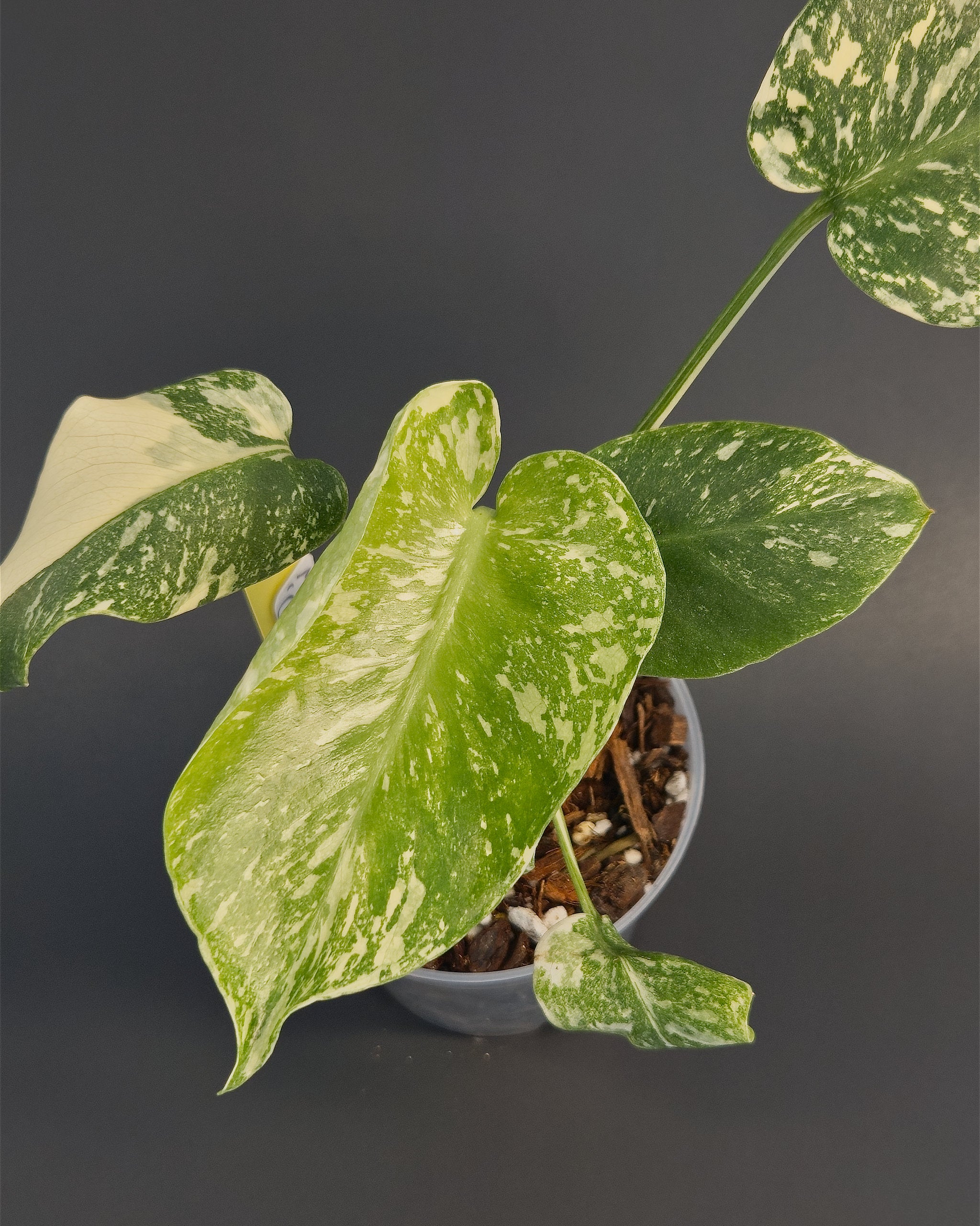 Monstera deliciosa 'Creme Brulee' | Live plant rooted in 4in clear pot | Exact plant for sale | MdCB#1
