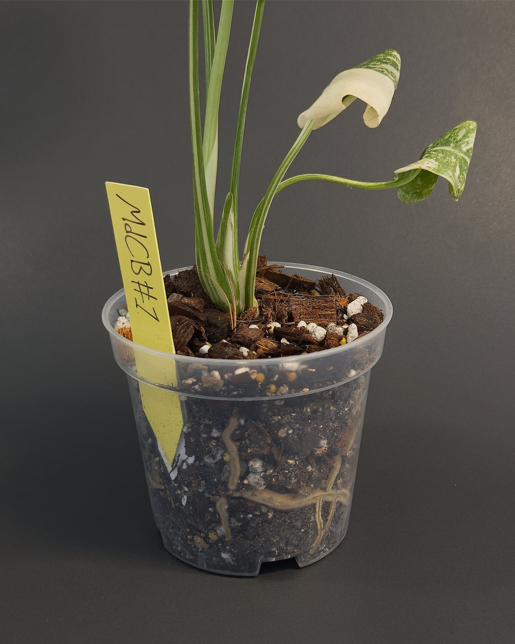Monstera deliciosa 'Creme Brulee' | Live plant rooted in 4in clear pot | Exact plant for sale | MdCB#1