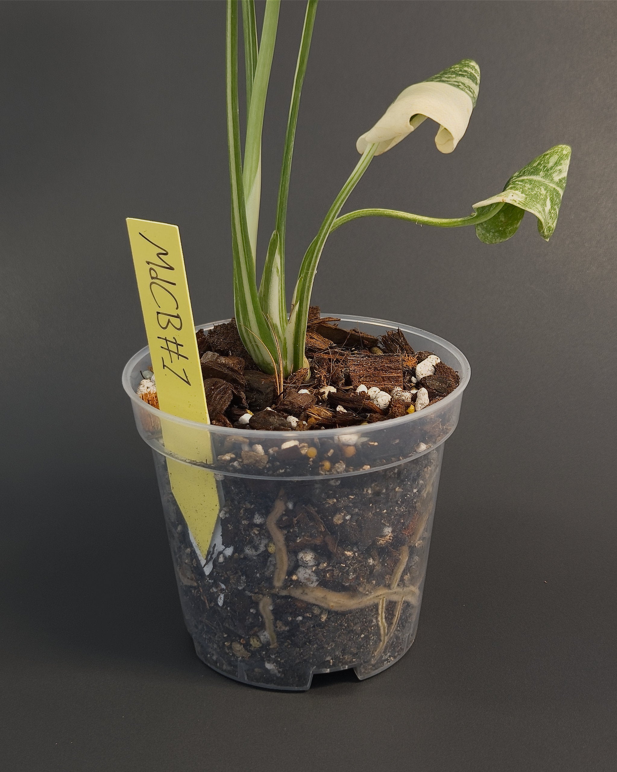 Monstera deliciosa 'Creme Brulee' | Live plant rooted in 4in clear pot | Exact plant for sale | MdCB#1