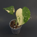 Monstera deliciosa 'Creme Brulee' | Live plant rooted in 4in clear pot | Exact plant for sale | MdCB#2