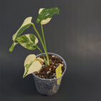 Monstera deliciosa 'Creme Brulee' | Live plant rooted in 4in clear pot | Exact plant for sale | MdCB#2