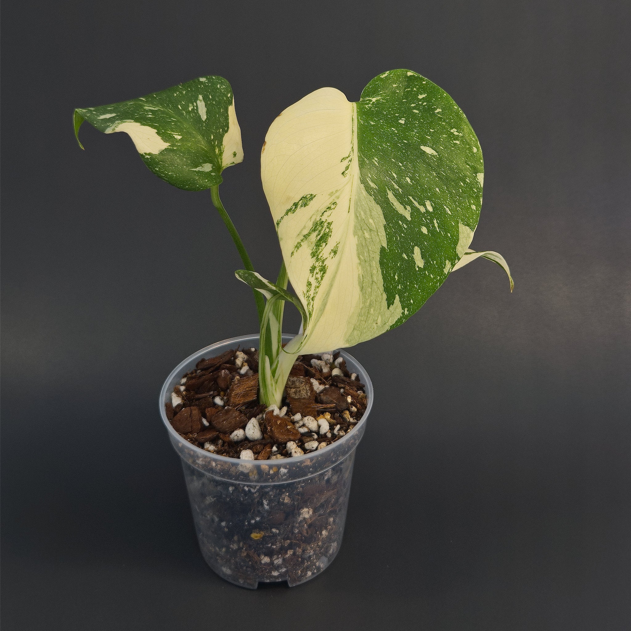 Monstera deliciosa 'Creme Brulee' | Live plant rooted in 4in clear pot | Exact plant for sale | MdCB#2