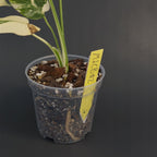 Monstera deliciosa 'Creme Brulee' | Live plant rooted in 4in clear pot | Exact plant for sale | MdCB#2