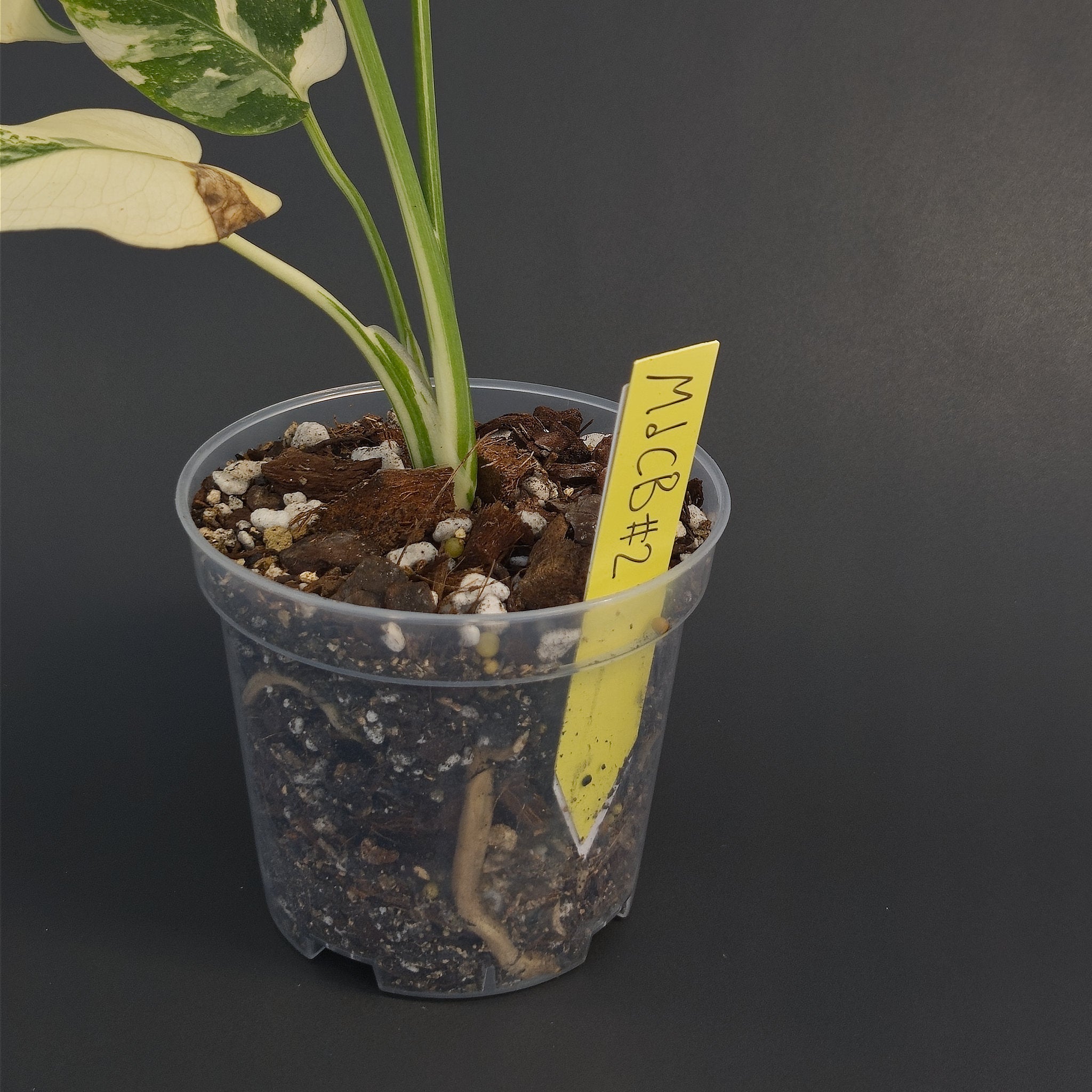 Monstera deliciosa 'Creme Brulee' | Live plant rooted in 4in clear pot | Exact plant for sale | MdCB#2