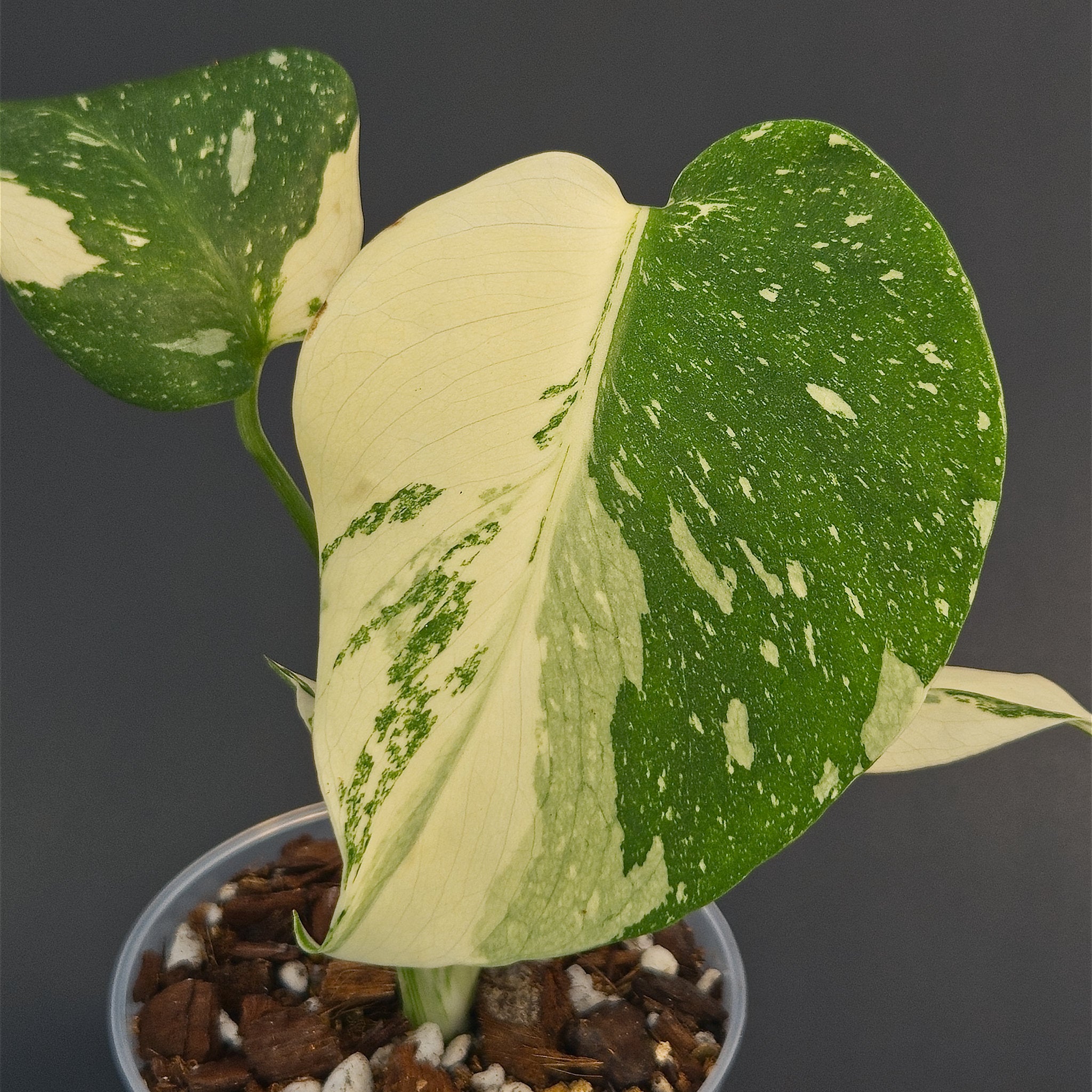 Monstera deliciosa 'Creme Brulee' | Live plant rooted in 4in clear pot | Exact plant for sale | MdCB#2