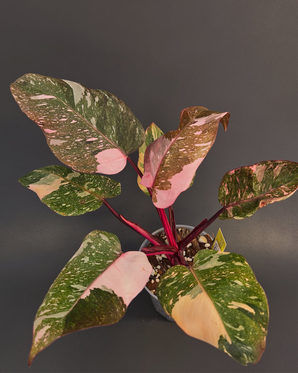 Philodendron 'Pink Princess Galaxy' | Live plant rooted in 4in clear pot | Exact plant for sale | PPPG#1