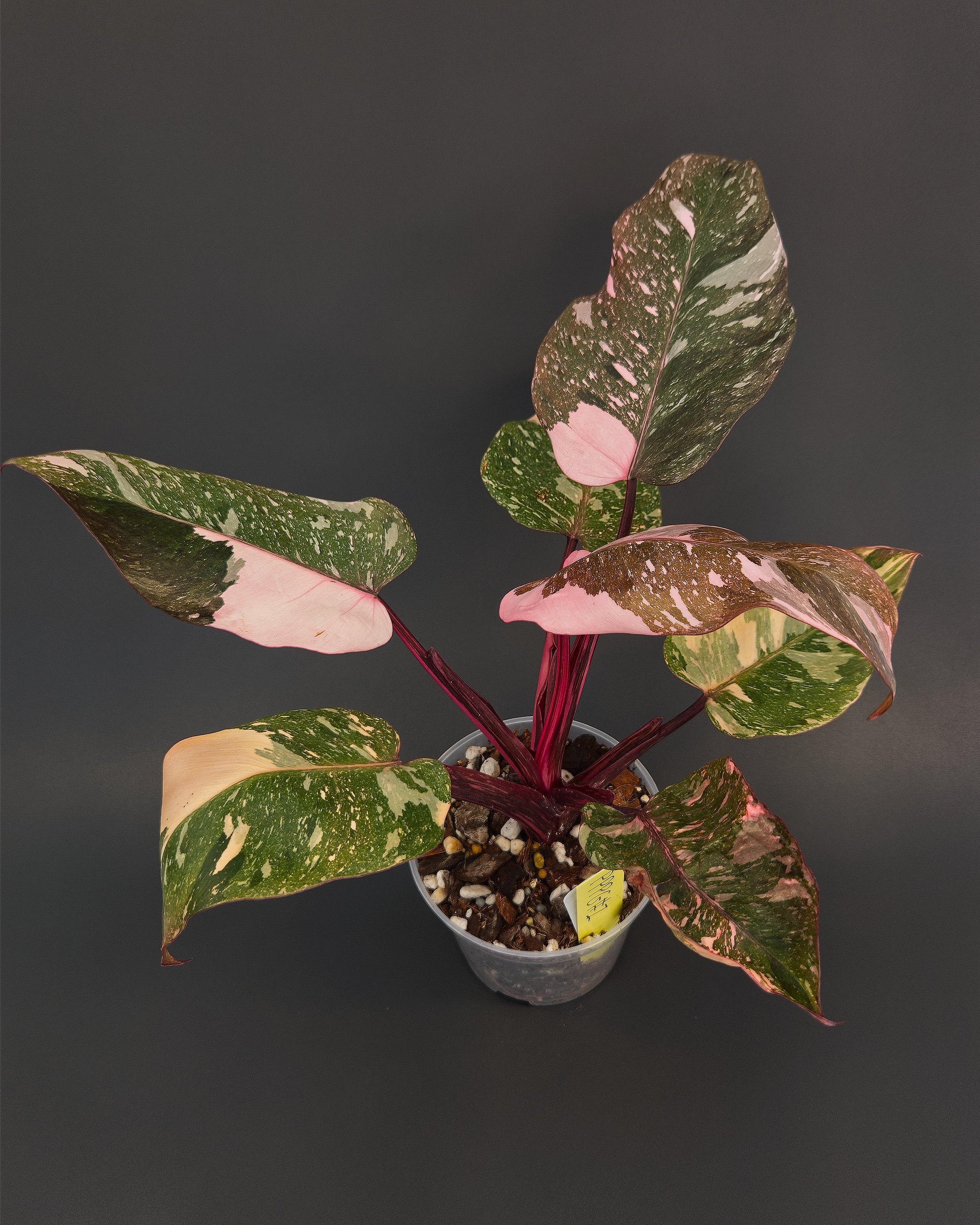 Philodendron 'Pink Princess Galaxy' | Live plant rooted in 4in clear pot | Exact plant for sale | PPPG#1